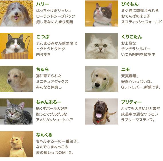 �N���j�b�N�̓����B